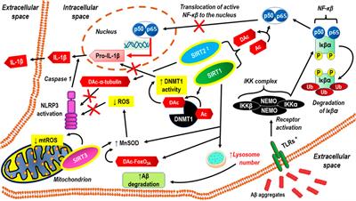 Editorial: Sirtuins and brain homeostasis